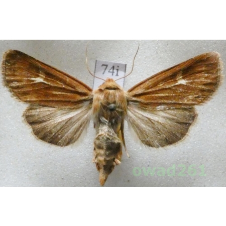 Cerapteryx graminis (Linnaeus, 1758) Czech74i